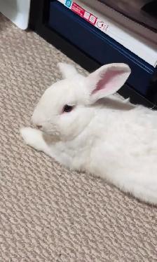 Free Male Mini-Lop Bunny - Photo 3