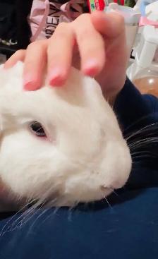 Free Male Mini-Lop Bunny - Photo 4