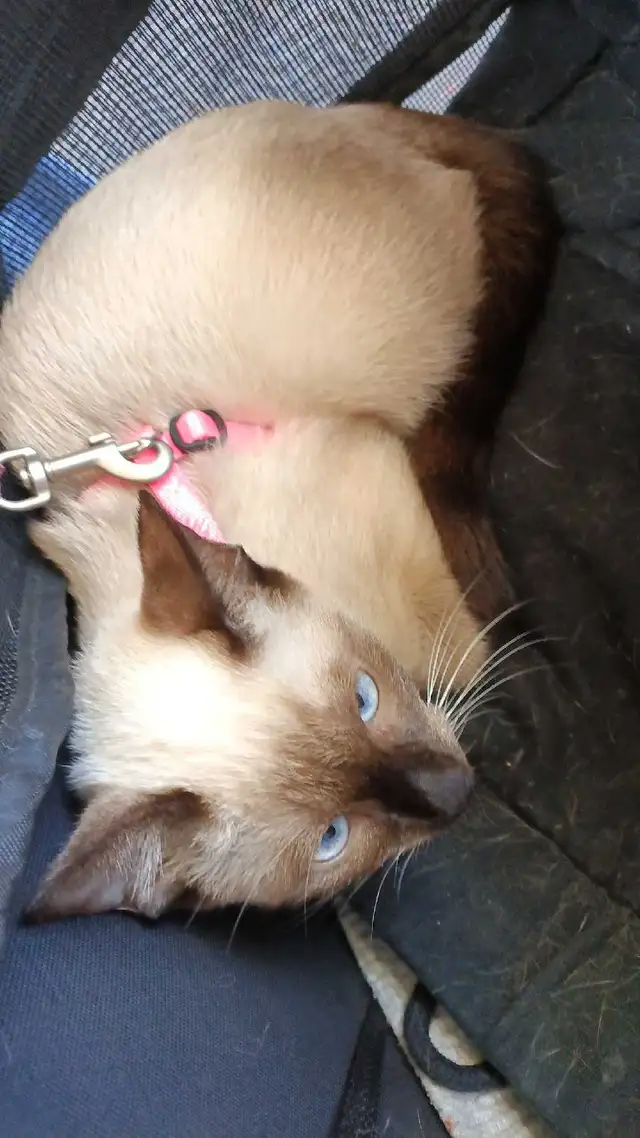 NEED TO FIND A HOME ASAP