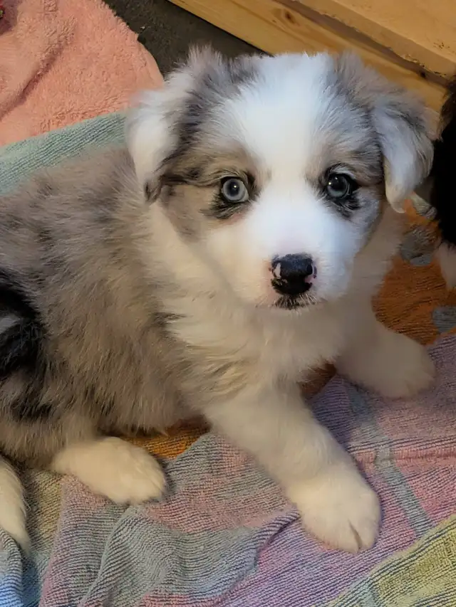 CBCA registered Border Collie Puppy ❤️