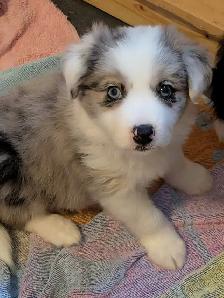 CBCA registered Border Collie Puppy ❤️