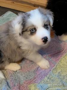 CBCA registered Border Collie Puppy ❤️ - Photo 2