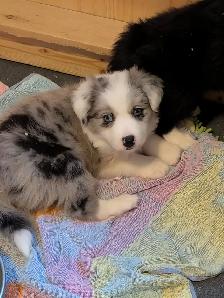 CBCA registered Border Collie Puppy ❤️ - Photo 3