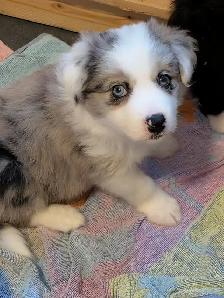 CBCA registered Border Collie Puppy ❤️ - Photo 4
