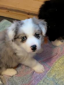 CBCA registered Border Collie Puppy ❤️ - Photo 5