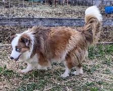CBCA registered Border Collie Puppy ❤️ - Photo 6