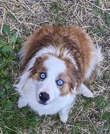 CBCA registered Border Collie Puppy ❤️ - Photo 7