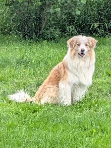 CBCA registered Border Collie Puppy ❤️ - Photo 9