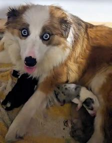 CBCA registered Border Collie Puppy ❤️ - Photo 10