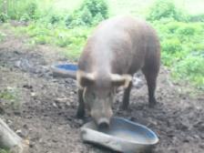 purebred Tamworth boar