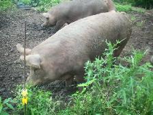 purebred Tamworth boar - Photo 2