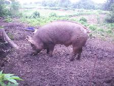 purebred Tamworth boar - Photo 3