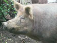 purebred Tamworth boar - Photo 4