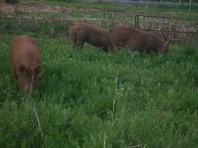 purebred Tamworth boar - Photo 5