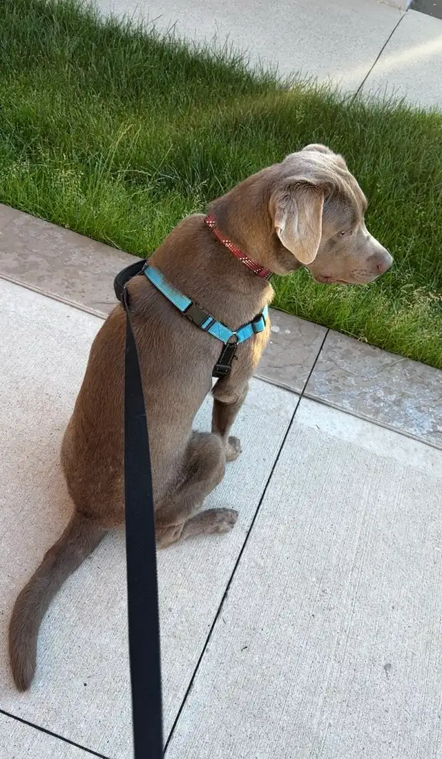 young lab  male dog for sale
