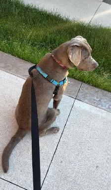 young lab  male dog for sale