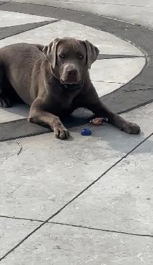 young lab  male dog for sale - Photo 2