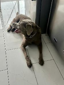 young lab  male dog for sale - Photo 3
