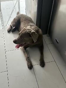 young lab  male dog for sale - Photo 4