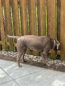 young lab  male dog for sale - Photo 5