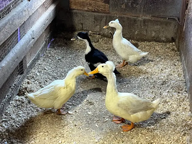 4 canards