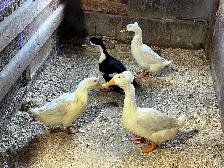 4 canards