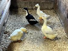 4 canards - Photo 2