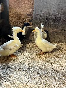 4 canards - Photo 3
