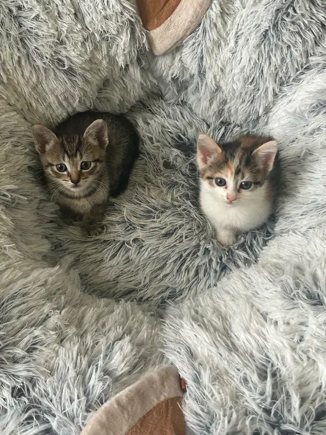 8 week old kittens.