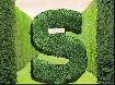 FULL AND HEALTHY CEDAR TREES AT UNBEATABLE PRICES - Photo 2