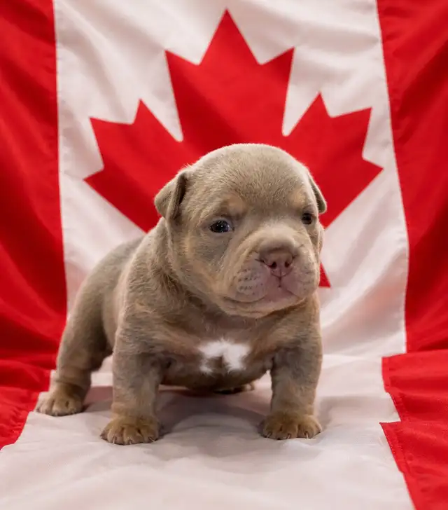 American Bull dog puppies