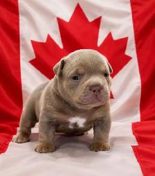 American Bull dog puppies