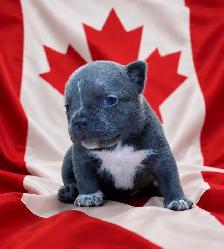 American Bull dog puppies - Photo 2