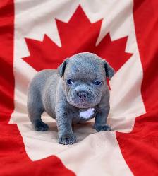 American Bull dog puppies - Photo 3