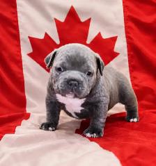 American Bull dog puppies - Photo 4