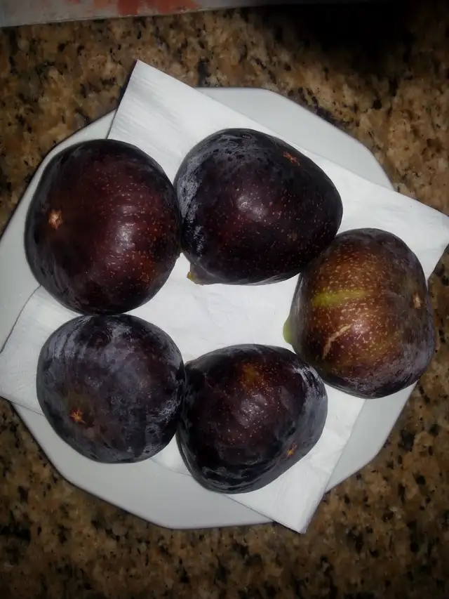 Plantes de figues rares / très grandes / NOIR - BLANCHES -JAUNES