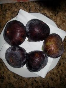 Plantes de figues rares / très grandes / NOIR - BLANCHES -JAUNES