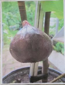Plantes de figues rares / très grandes / NOIR - BLANCHES -JAUNES - Photo 3