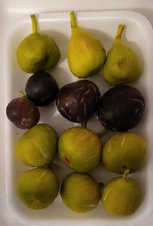 Plantes de figues rares / très grandes / NOIR - BLANCHES -JAUNES - Photo 5