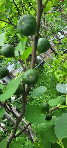 Plantes de figues rares / très grandes / NOIR - BLANCHES -JAUNES - Photo 6