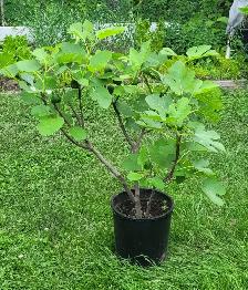 Plantes de figues rares / très grandes / NOIR - BLANCHES -JAUNES - Photo 8