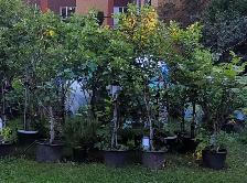 Plantes de figues rares / très grandes / NOIR - BLANCHES -JAUNES - Photo 9