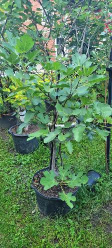 Plantes de figues rares / très grandes / NOIR - BLANCHES -JAUNES - Photo 10
