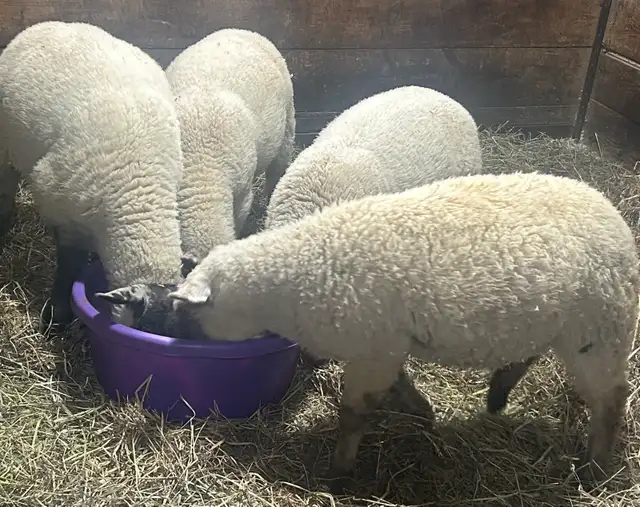 Sheep for sale.  Ewe lambs.