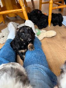 CAVAPOO PUPPIES - Photo 3