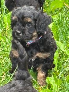 CAVAPOO PUPPIES - Photo 4