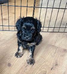 CAVAPOO PUPPIES - Photo 5