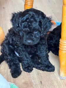CAVAPOO PUPPIES - Photo 6