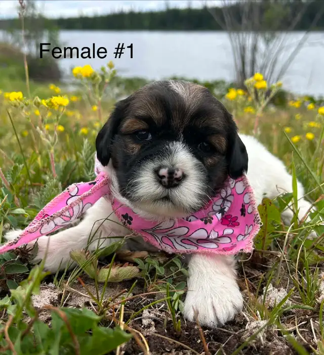 5 Cocker Spaniel X Shih Tzu Puppies