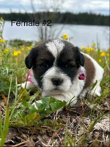 5 Cocker Spaniel X Shih Tzu Puppies - Photo 4